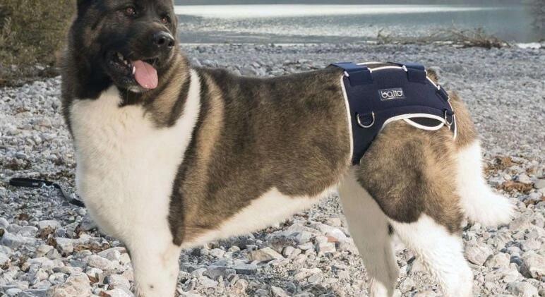 Hogyan segítenek a speciális kutyahámok a mozgáskorlátozott állatoknak?