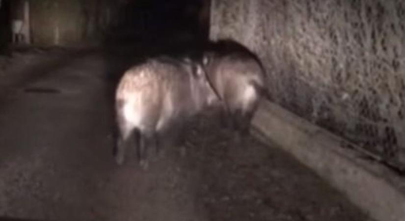 Vaddisznók szaladgálnak az utcán, figyelmeztet a rendőrség (videó)
