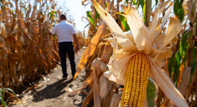 Régi beidegződéseket zúz szét a magyar mezőgazdaságban a klímaváltozás