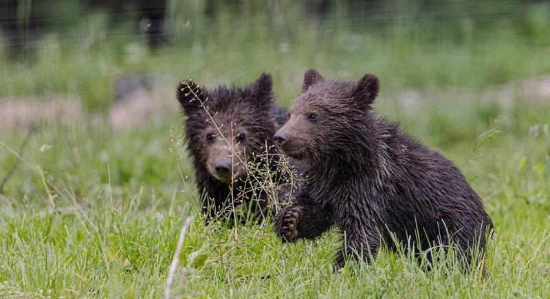 A világ eddigi legátfogóbb vizsgálatával megsaccolták, hány medve él az országban (VIDEÓ)