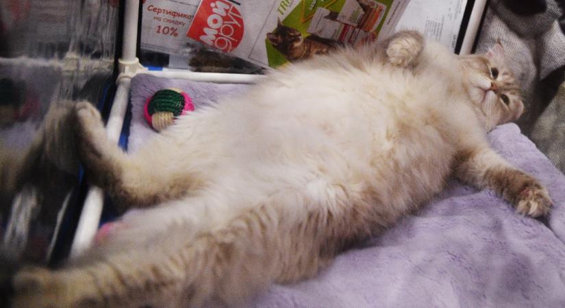 A világ macskáinak több mint fele túlsúlyos, úgyhogy jön a macska-Ozempic