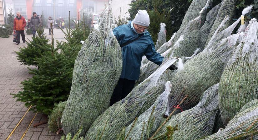 Fenyőfáért és halért keltek útra a kaposvári vásárlók