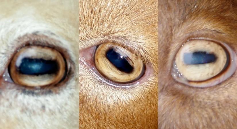 A természet lenyűgöző optikai trükkje