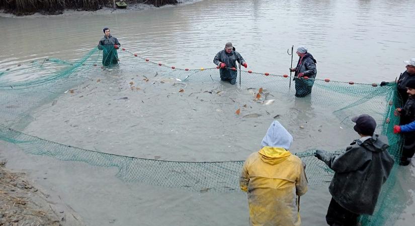 Még a halászok is meglepődtek! Kapitális méretű harcsákat találtak az akasztói tavakban