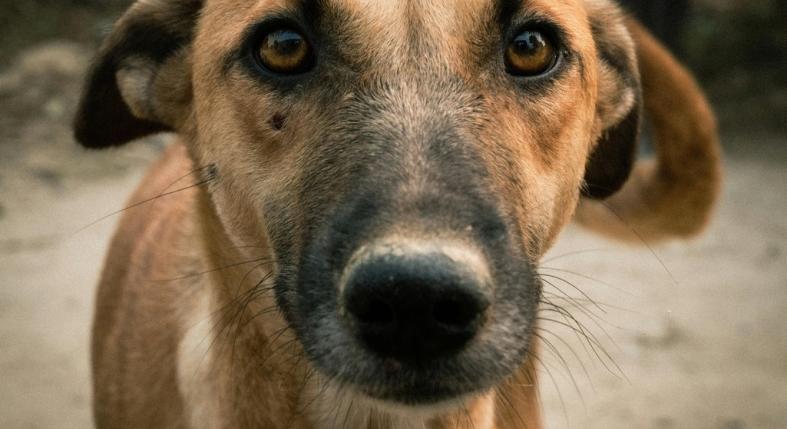 Tudnak a kutyák sírni? Így fejezik ki a bánatot és a szorongást valójában