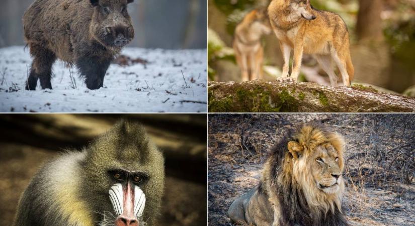 Személyiségteszt: melyik állat tetszik Önnek a legjobban?