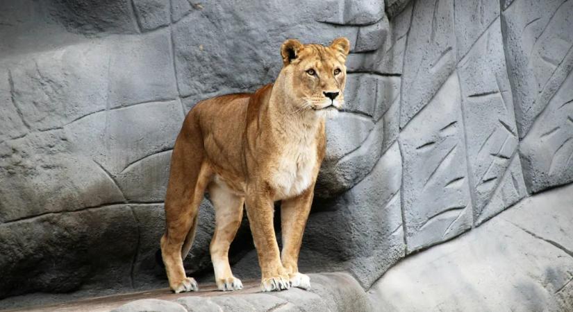 Sokkban a helyiek: egy puma miatt hívták a rendőrséget Hamburgban