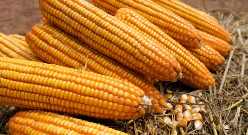 Így csökkentheted a termelési veszteséget a kukoricatermesztésben