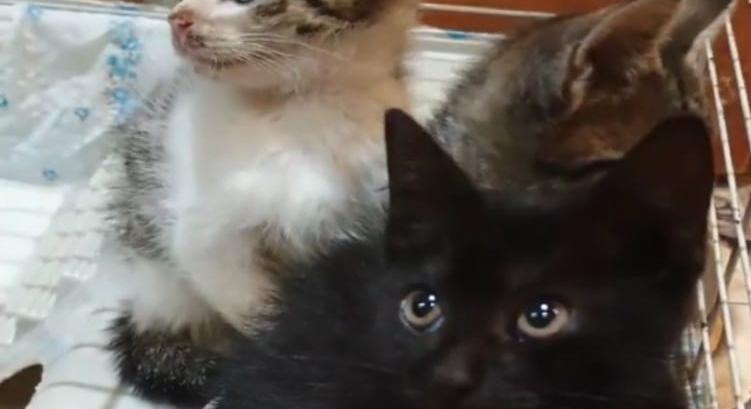 Kismacskákat hagyott a sorsukra egy dobozban, vádemelést javasolnak ellene