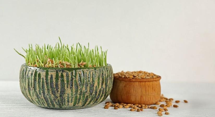 Luca napi búzavetés: egy apró hagyomány, amin bárki részt vehet