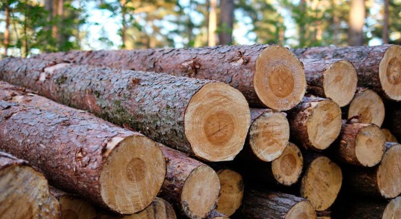 EUDR: mit kell tenned, ha mikro- vagy kisvállalkozásként faanyagot forgalmazol?