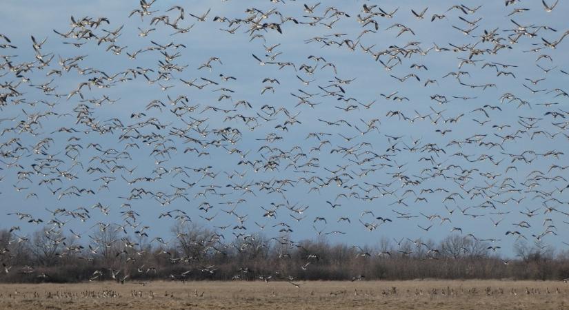 Több mint 36 ezer vadlúd érkezett a Kis-Sárrétre