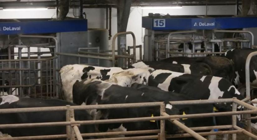 Robotizált fejés a gyakorlatban – magyar tejtermelő telep a csúcstechnológia élvonalában  VIDEÓ