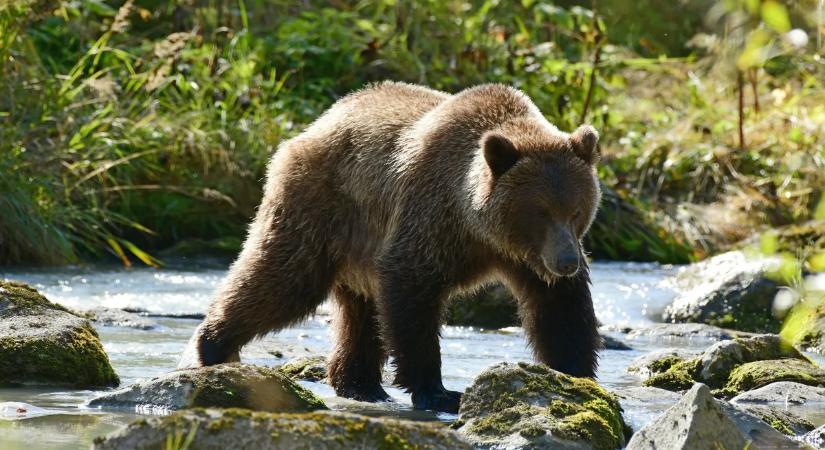Rögzítette a GPS-karóra, mit tett a medve a túrázóval