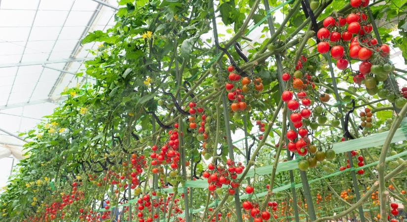 Bővül a marokkói üvegházi termelés: újabb nyomás az európai gazdákon