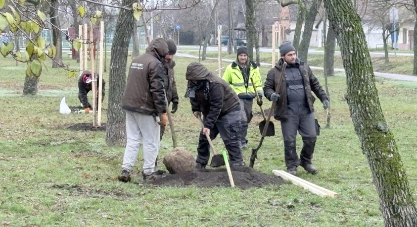 Kísérleti erdőkkel és új fasorokkal készül Vásárhely a klímaváltozásra