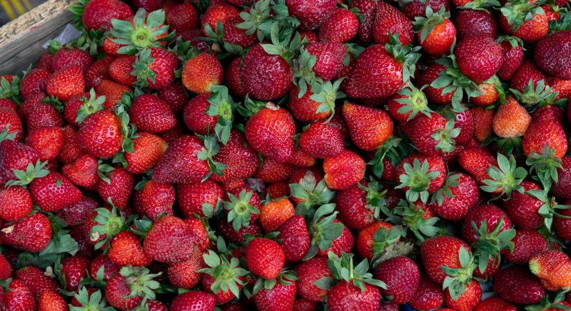 Minőségbeli problémák a szamócánál, komoly lépést eszközölt Egyiptom