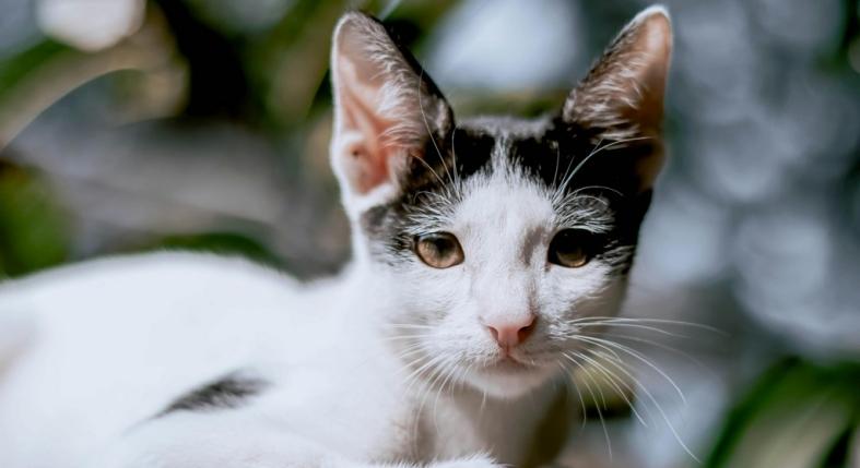 Ebből tudhatod, hogy a macskád magányos – csendes jelek, amiket sok gazdi észre sem vesz