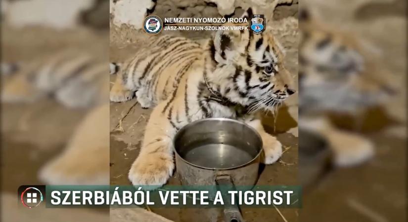 Szerb állatkereskedőtől vette a kistigrist a tiszaörvényi férfi