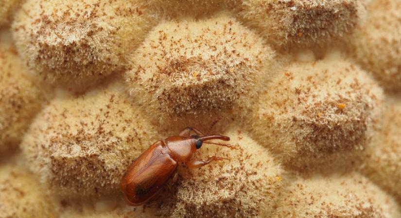 Hőkereső rovarok és infravörös növények