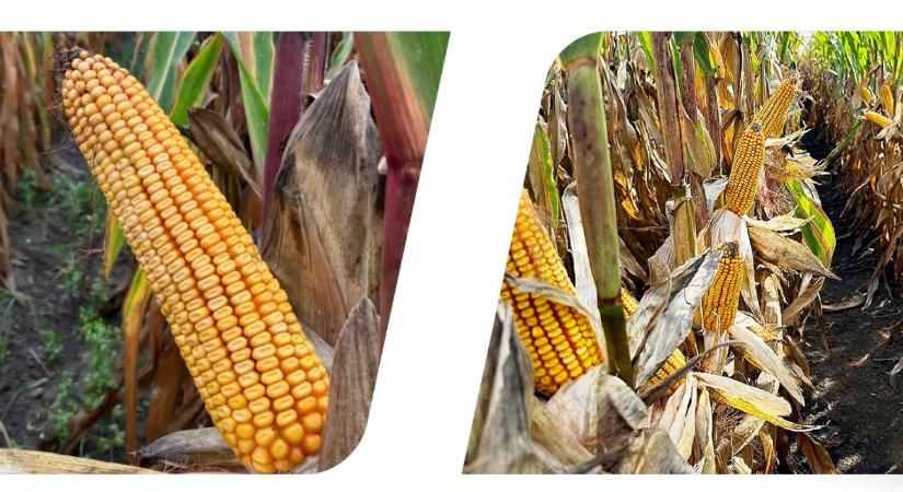 Ezek a hibridek új szintre emelhetik a hazai kukoricatermesztést