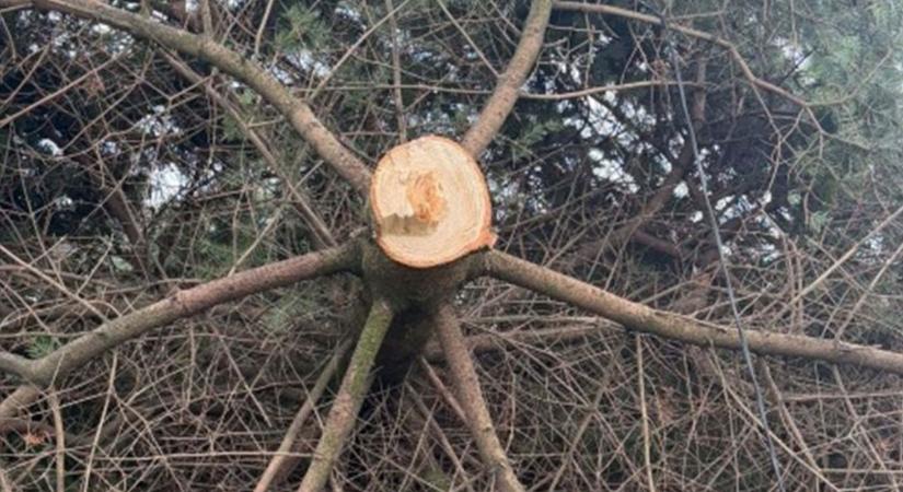 A díszkivilágítás felkapcsolása után egyből kivágta valaki a falu karácsonyfáját