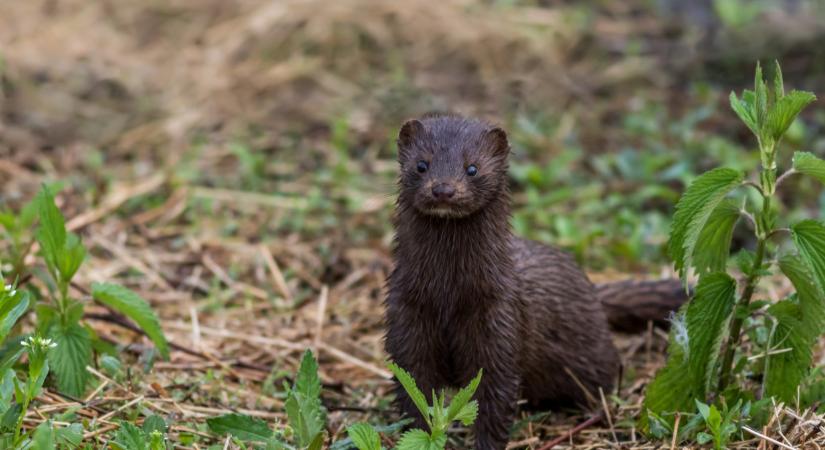 Új veszélyes inváziós faj jelent meg Magyarországon: ezt tudnod kell róla
