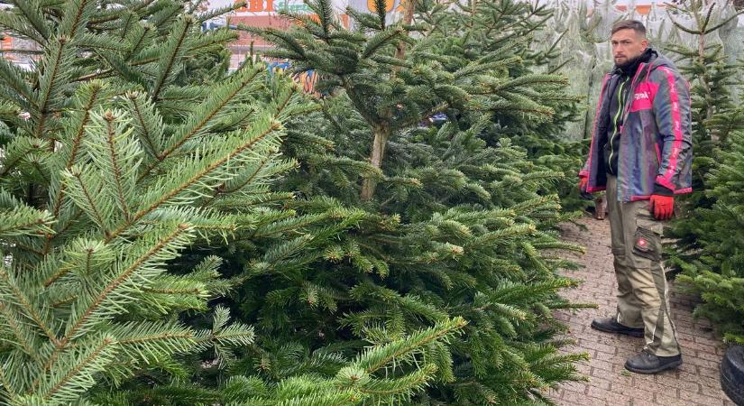 A kecskeméti fenyőárak a fővárosi vevőknek is vonzóak, mivel fele annyiba kerül