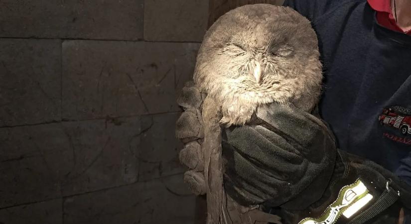 Látott már baglyot zuhanyozni? – Most láthat!