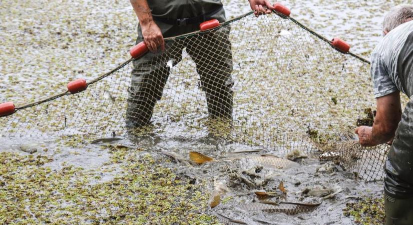 Tiszai halőrök vették észre, hogy páratlan dolgok akadtak meg a hálójukban  videó