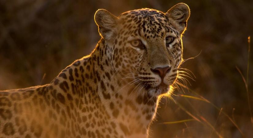 Leopárdtámadás áldozata lett egy 7 éves kisfiú