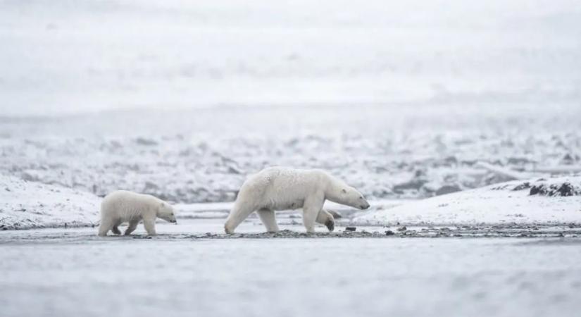 Olyasmi történik a jegesmedvékkel, amire a kutatók sem számítottak