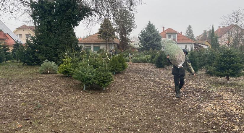 Megérkeztek a karácsonyfák a kecskeméti iskolákba, óvodákba