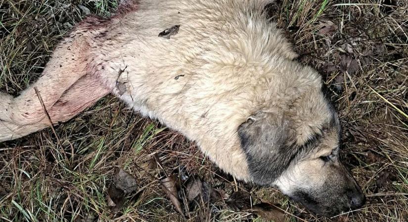 Kivégezték az anyakutyát és kölykét a Szigetközben - sokkoló fotók