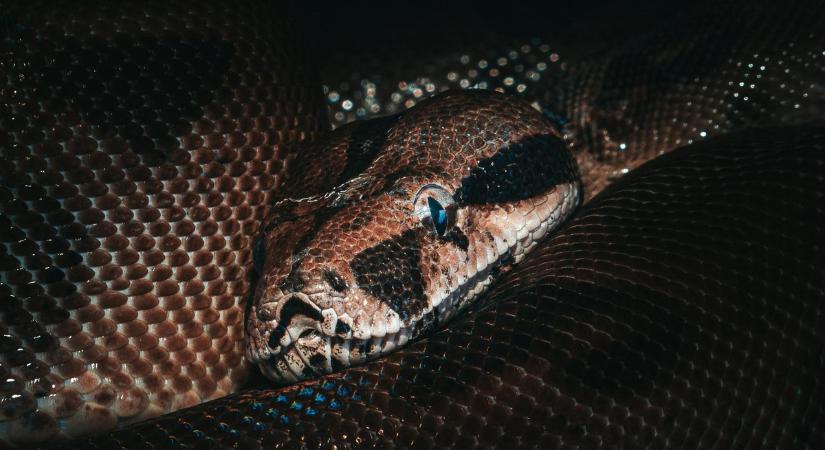 Hagyta, hogy egy anakonda élve megegye, így menekült meg – Videó