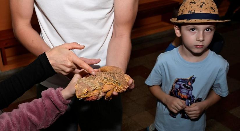 Botsáskától a királypitonig, mindent megsimogattak az óvári Kossuth gimiben a gyerekek - fotók, videó