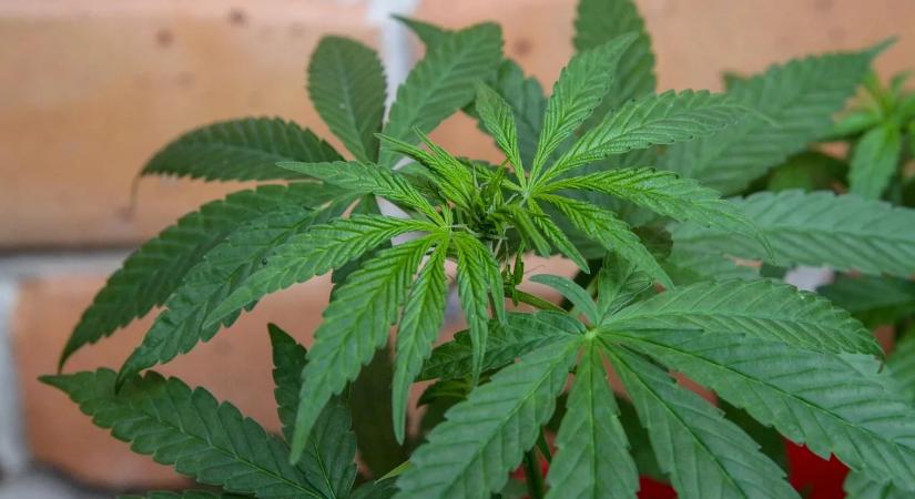 Stadalax vagy Dulcolax melyik hashajtó a hatékonyabb választás