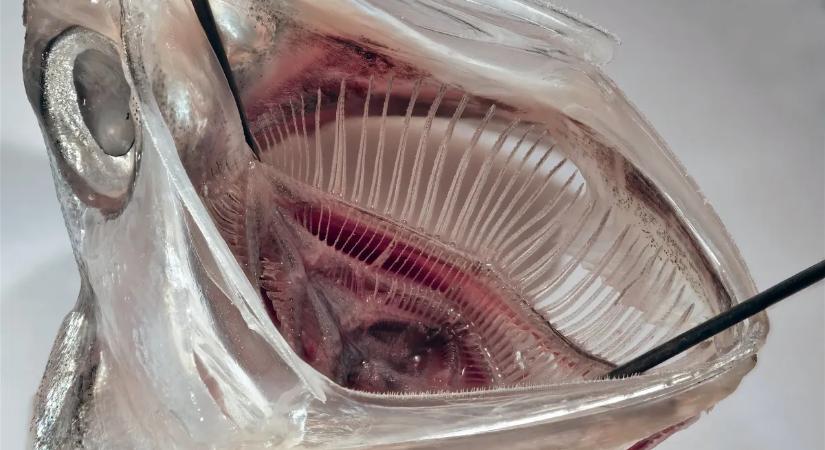 Szardínia segítheti a mikroműanyagok ellen küzdelmet