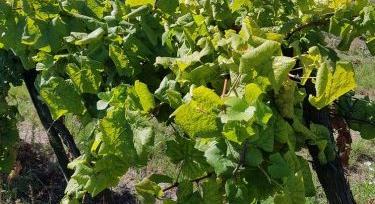 A szőlőtermesztés lopakodó veszedelme