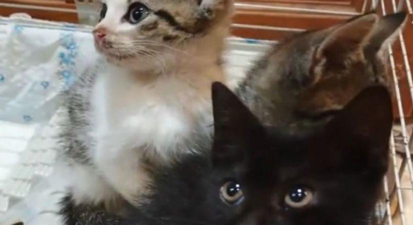 Szívszorító: dobozba tett kiscicákat hagytak sorsukra étlen-szomjan