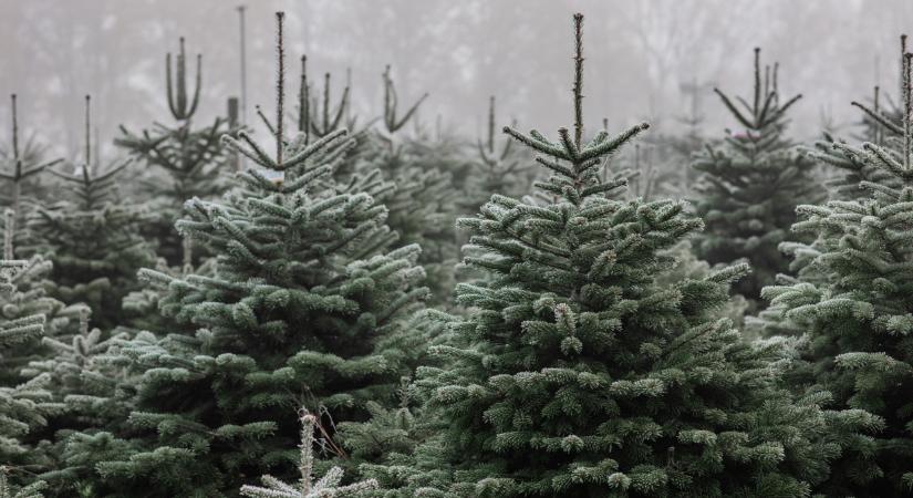 Hihetetlen, de igaz: ennyivel drágább idén az ezüst- és nordmann fenyő