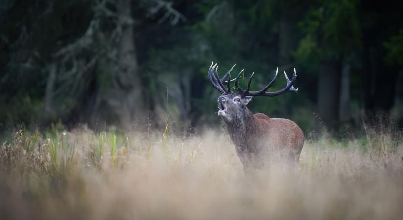 Nem mozdul a köd, szombaton sem fogunk sokat látni - videó