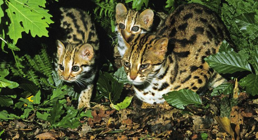 Kína első kedvencként tartott macskája nem házi macska volt