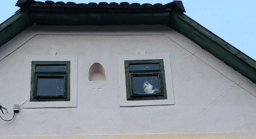 „A helyzet kicsúszott a macskamentést végző állatvédők kezéből”