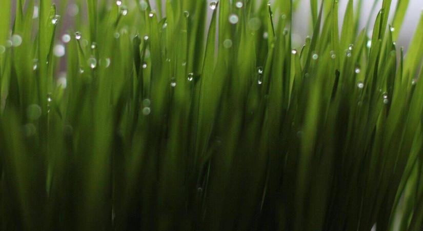 Rejtélyes zöld üzenet: mit mutat a lucabúza?