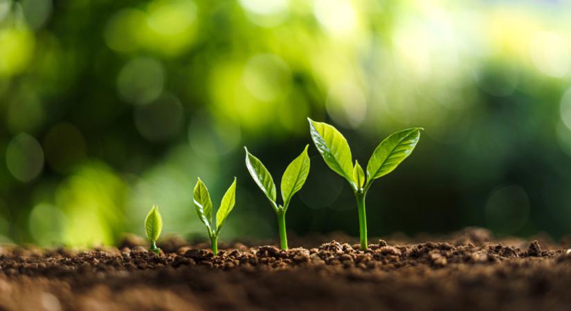 Vége a túlélésnek, indul a növekedés a nagyvállalatoknál