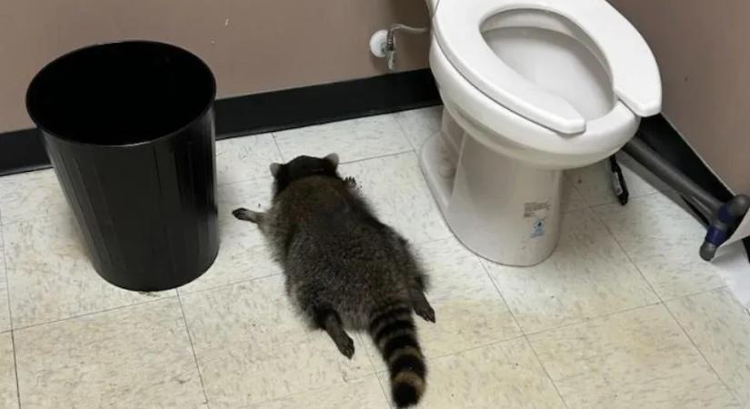 A részeges mosómedve többszörösen visszaeső betörő lehet, és csak idő kérdése, mikor csap le újra