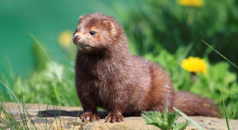 Új ragadozó forgatja fel a hazai élővilágot: Amerikából jött