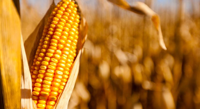 Kukoricatermesztés 2025-ben: kihívások, adaptáció és innováció