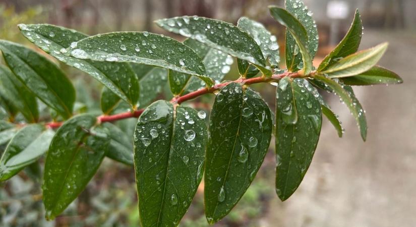Lesz már valami a levelekkel? Mert arcpirító a mostani állapot!